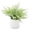 Fern In White Ceramic Pot 1 Fern In White Ceramic Pot -Broyhill 810544287